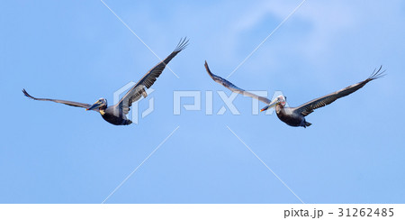 Brown Pelican Brown Pelican 31262485