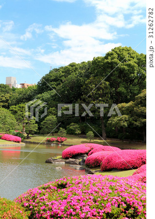 六義園のサツキの花（6月）東京都文京区 31262782
