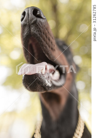 A portrait of a thoroughbred dog in nature A portrait of a thoroughbred dog in nature 31262785
