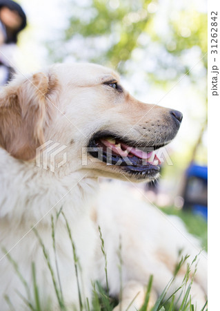A portrait of a thoroughbred dog in nature 31262842