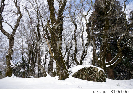 比婆山御陵薄化粧 雪 ブナ 巨石 青空 比婆山御陵薄化粧 雪 ブナ 巨石 青空 31263465
