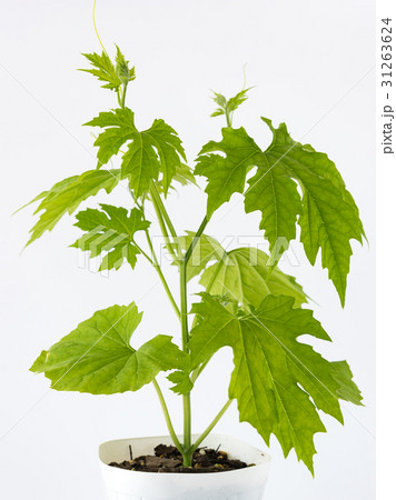 ゴーヤ　苗　ニガウリ 31263624