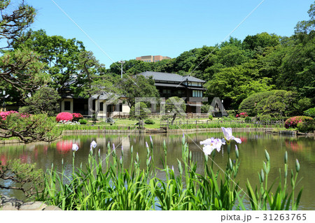 初夏の肥後細川庭園（6月）東京都文京区 31263765