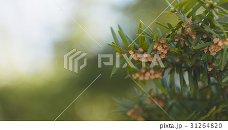 young yew in spring bloom young yew in spring bloom 31264820