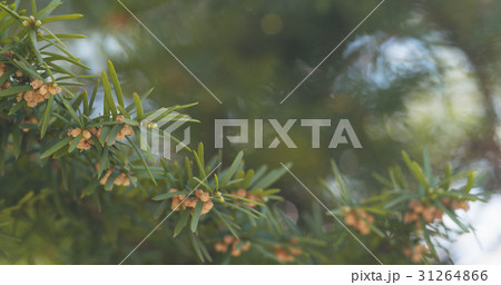 young yew in spring bloom 31264866
