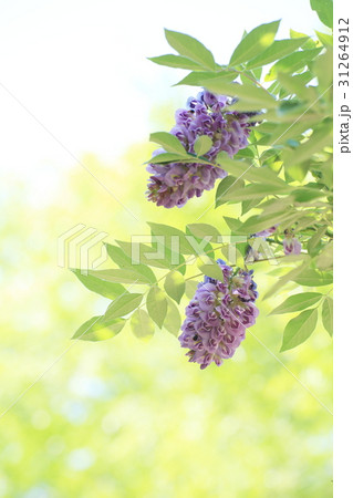 アメジストフォール アメジストフォール 31264912