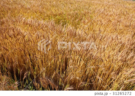 麦畑 31265272