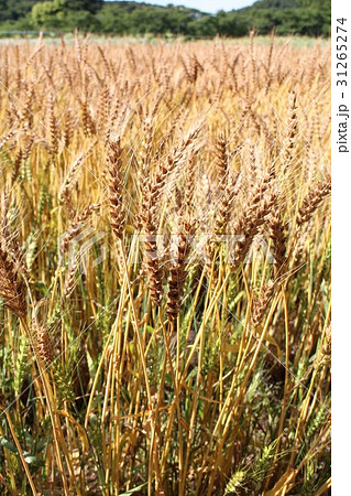 麦畑 麦畑 31265274