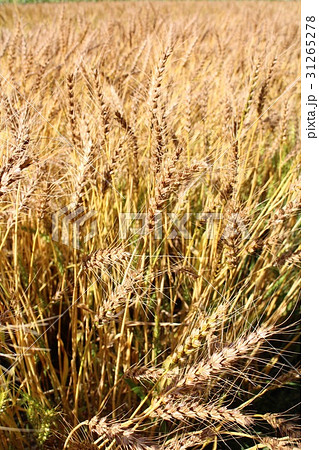麦畑 31265278