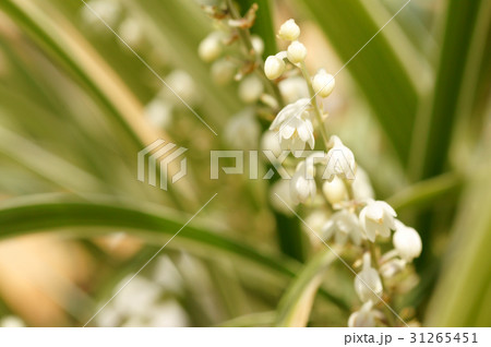 スノードラゴン スノードラゴン 31265451