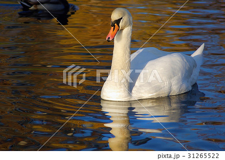 Beautiful white swan Beautiful white swan 31265522