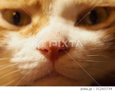 猫の鼻 31265734