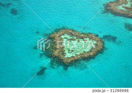 ハートリーフ 31266986