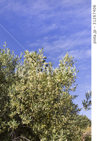 Olive tree branches with sky in the background 31267406