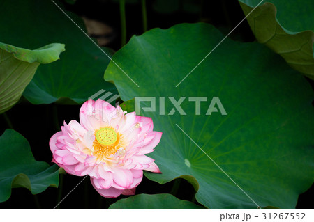 花 フラワー お花 31267552