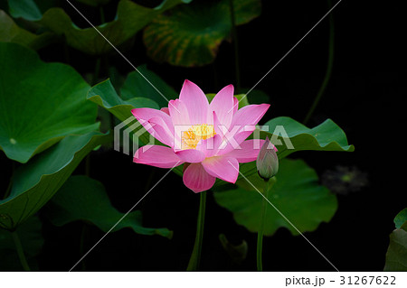ハス スイレン 蓮 31267622