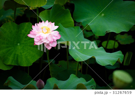 ハス スイレン 蓮 31267659