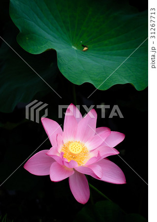 花 フラワー お花 31267713