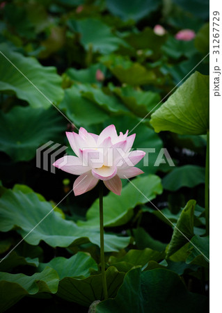 ハス スイレン 蓮 31267729