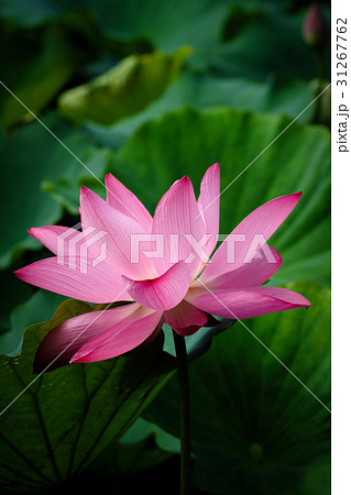 花 フラワー お花 31267762