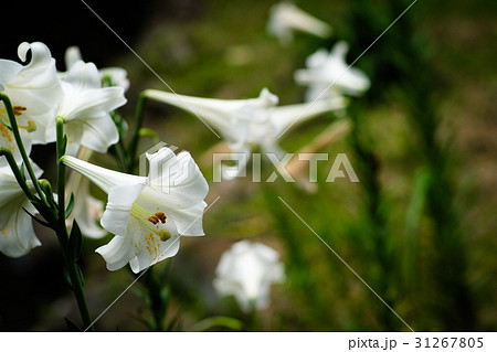 花 フラワー お花 31267805