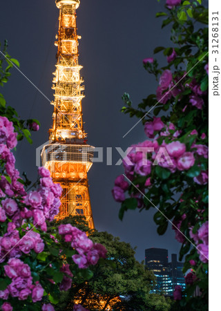 芝公園の薔薇と東京タワー 31268131