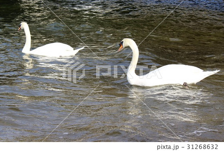 ２羽のつがいのオオハクチョウ 31268632