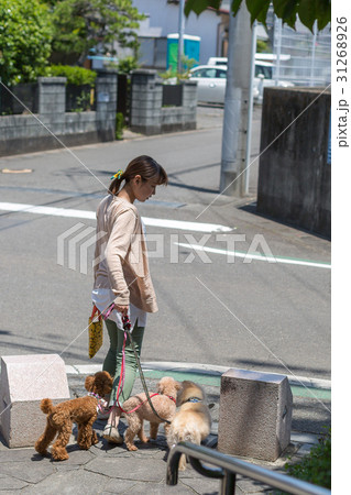 愛犬と散歩 愛犬と散歩 31268926