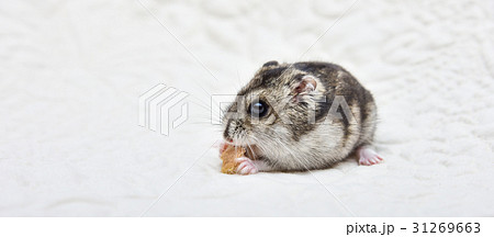 Dwarf hamster eating seeded bread on a chopping  31269663