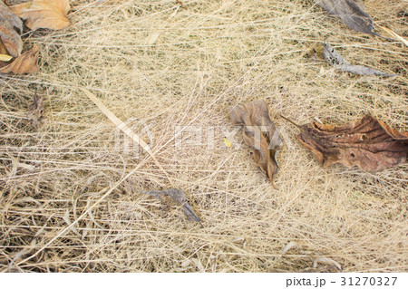 Hay grass texture background in the garden. Hay grass texture background in the garden. 31270327