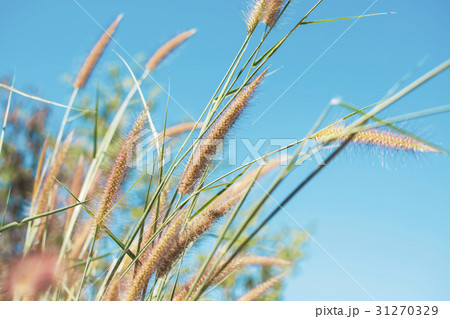 Grass flower with blue sky texture background. 31270329