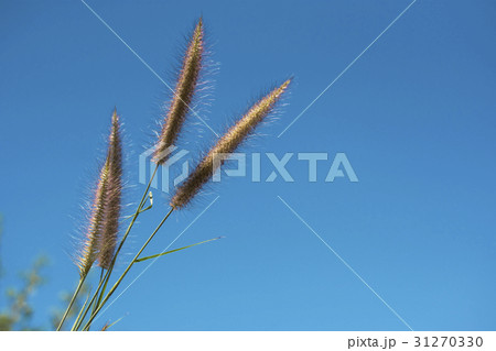 Grass flower with blue sky texture background. 31270330