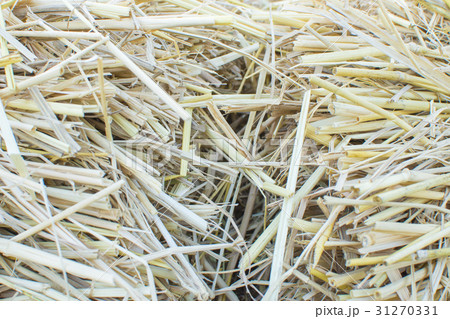 Hay bale agriculture field in farm. 31270331