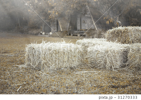 Hay bale agriculture field in farm. Hay bale agriculture field in farm. 31270333