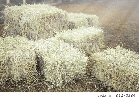 Hay bale agriculture field in farm. Hay bale agriculture field in farm. 31270334