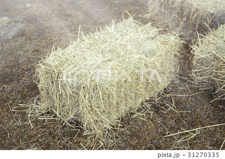 Hay bale agriculture field in farm. 31270335