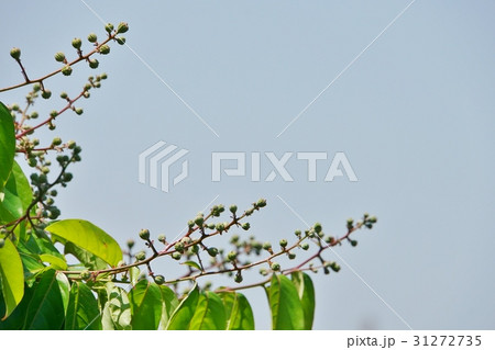 バナバ、オオバナサルスベリと空 31272735