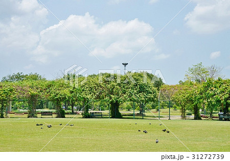 ラマ9世公園の鳩、ハト(Pigeons in Rama 9 park in Thailand) ラマ9世公園の鳩、ハト(Pigeons in Rama 9 park in Thailand) 31272739