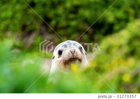 newborn australian sea lion on bush background 31273357