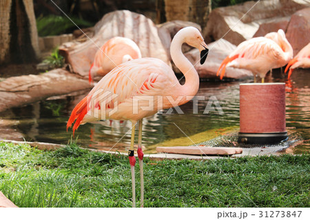 フラミンゴ フラミンゴ 31273847