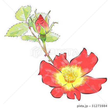 薔薇 31273984