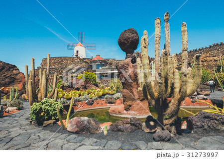 Windmill in tropical cactus garden in Guatiza 31273997