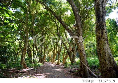 Beautiful path through tropical rain forest 31274319