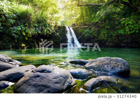 Tropical waterfall Lower Waikamoi Falls Tropical waterfall Lower Waikamoi Falls 31274340