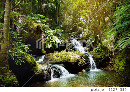 Onomea Falls in Hawaii Tropical Botanical Garden Onomea Falls in Hawaii Tropical Botanical Garden 31274353