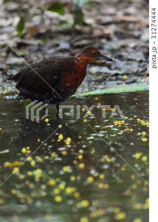 宮古島／野鳥 31274444