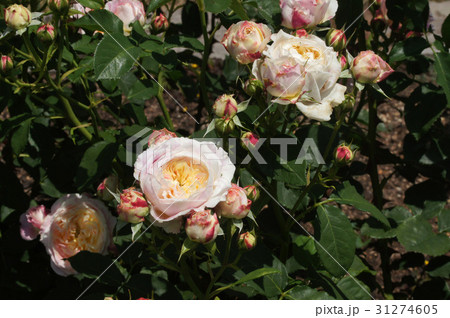 バラの花"クロード・モネ" 31274605