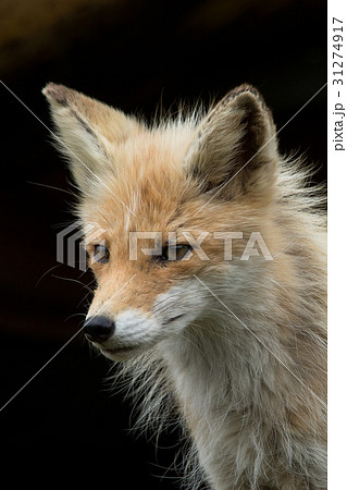 北海道 キタキツネ 北海道 キタキツネ 31274917