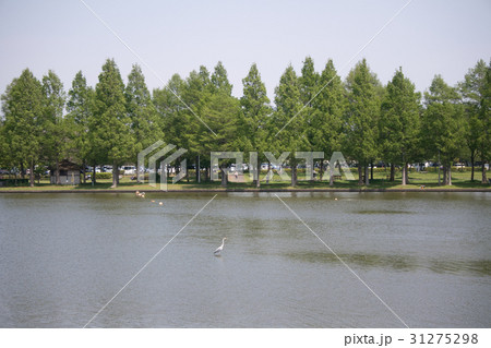水元公園 東京都葛飾区 水元公園 東京都葛飾区 31275298