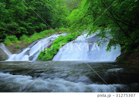 夏の釜淵の滝 31275307